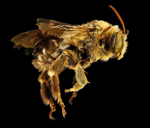 Makroaufnahme einer Honigbiene Bienenstich was tun? Schnelle hilfe. Makroaufnahme einer Honigbiene – Detailansicht des Körpers