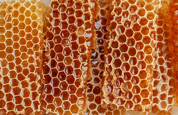 Honigbiene mit Pollen auf einem Blatt Ist Honig vegan - frische Bienen Honigwabe
