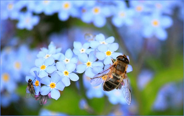 Nahrungsquelle Blüte Warum sind Bienen so wichtig? Nahrungsquelle Blüte