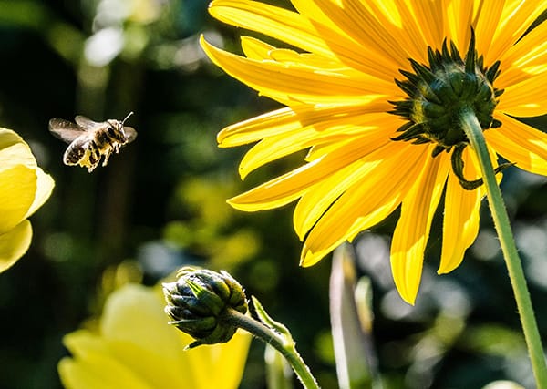 Blick auf Nahrungsflug Warum sind Bienen wichtig – Blick auf Nahrungsflug