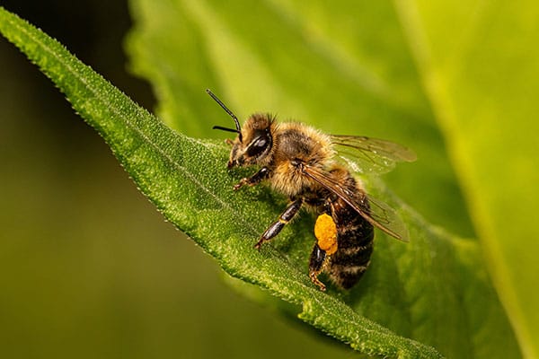 Honigbiene mit Pollen auf einem Blatt Bienenstich was tun? Was hilft gegen Bienenstiche? Honigbiene mit Pollen auf einem Blatt – wichtige Bestäuberin