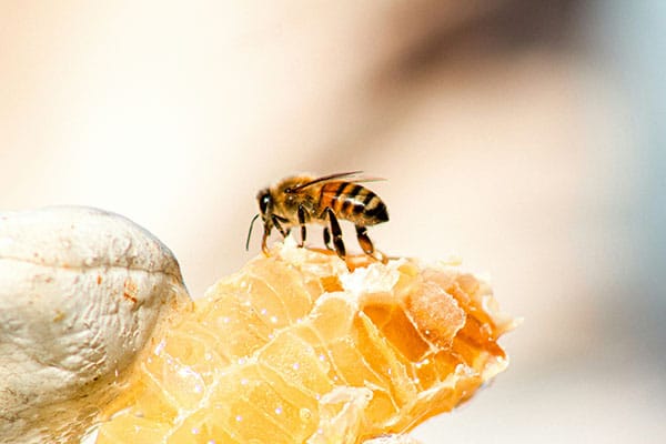 Honigbiene auf der Haut. Kurz vor dem Stich Wie entsteht Honig – verschiedene Bienen Honigsorten im Vergleich